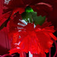 Lighted Flower Rød/Hvitt lys i fibrene LED 10-30V